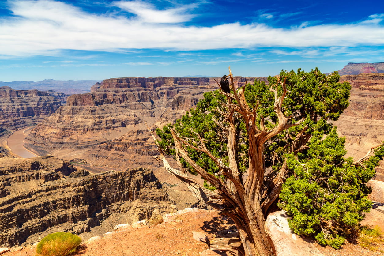 A tree with the Grand Canyon beyond it.