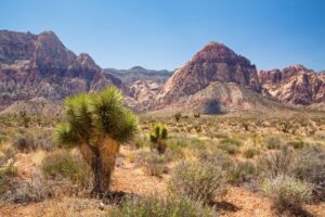 5 Fun Things to Do in Red Rock Canyon