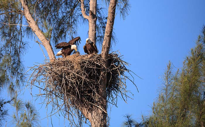 bald eagles in nest