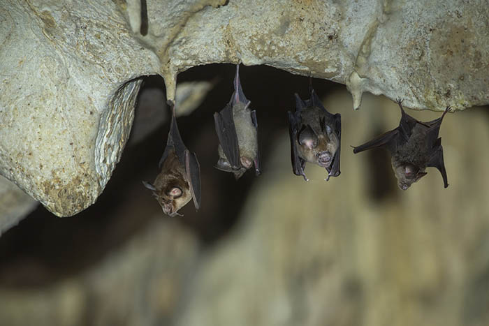 bats hanging in a cave