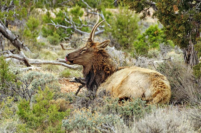 elk at the grand canyon