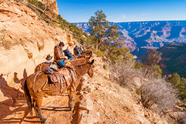 mule ride at grand canyon