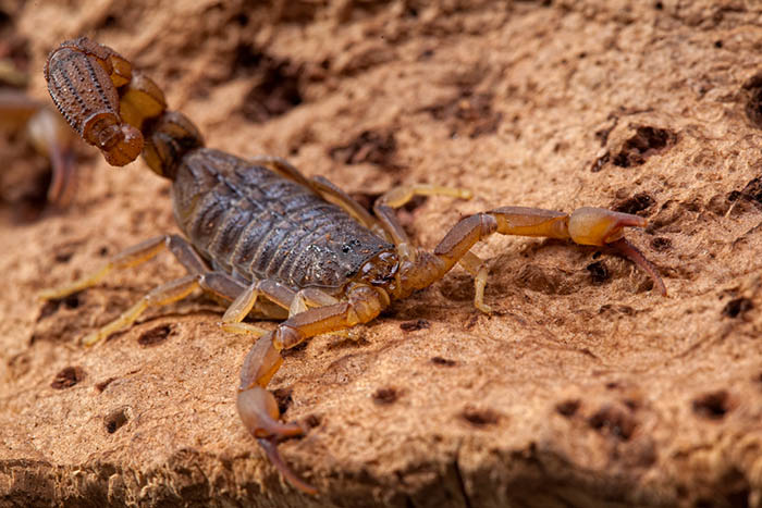 scorpion at grand canyon